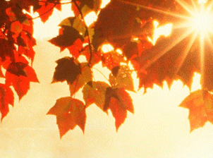 hysave-2014-autumn | HY-SAVE® Technologies